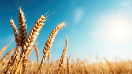 Fototapeta premium A close-up capture of vibrant wheat spikes reaching towards a clear blue sky, showcasing agricultural beauty and the promise of nature’s bounty during sunny days.