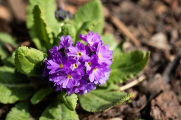 Purple Wildflowers in Natural Setting