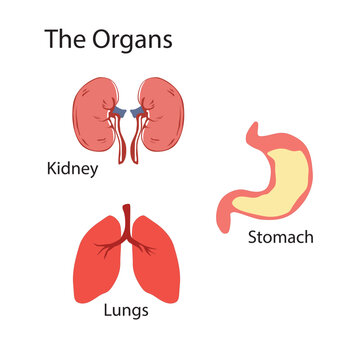 Internal organs vector icons set. Kidney, Stomach, Lungs