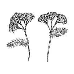 Vector illustration of two yarrow flowers with feathery leaves in black and white. Hand-drawn botanical elements for herbal design, packaging, medicinal themes, and natural projects. © FlorainloveArt