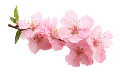 Naklejka premium PNG Beautiful pink cherry blossom blossoms flowers branch.