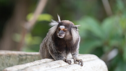 Marmoset explores its surroundings in a lush environment during daytime