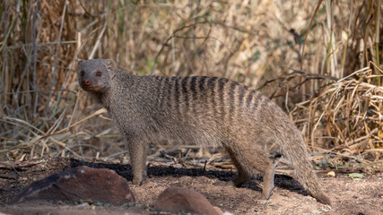 Mongoose exploring its natural habitat in the savanna during the early morning light in Africa