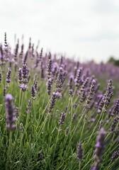 Obraz premium Lavender Field in Bloom with Purple Flowers and Green Stems