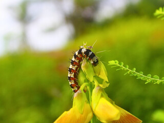Cocoon hanging under tropical leaf, captured in natural macro setting, symbolizing metamorphosis, nature life cycle, and insect transformation in outdoor environment.