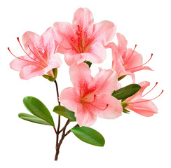 Obraz premium PNG Real Azalea flowers blossoms azalea leaves.