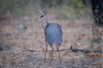 Small antelope species stands gracefully in a natural habitat showcasing the beauty of wildlife in the late afternoon light