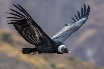 Fototapeta premium Majestic Andean Condor Soaring Above Colca Canyon in Arequipa, Peru - A Symbol of South American Wildlife