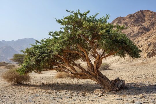 Commiphora Myrrha" Images  Browse 323 Stock Photos, Vectors, and Video |  Adobe Stock