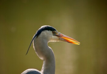 Wild heron with backlit beak