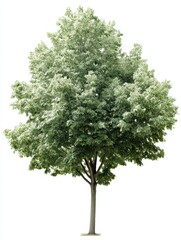 Lustrous Silver Maple Tree Isolated Against a Crisp White Canvas