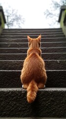 Ginger cat sits atop outdoor stone steps, looking up.  Possible use stock photo for animal, pet, stairs, nature, architecture, outdoor, motivation, inspirational, and lifestyle