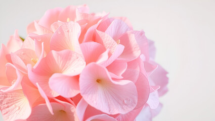 Fototapeta premium Close-up of a pink hydrangea bloom, soft petals and delicate textures, vibrant colors, realistic botanical detail, isolated on soft background, created with generative AI, floral elegance.