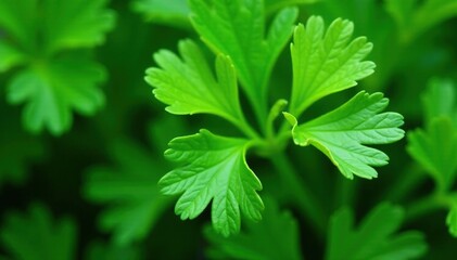 Close-up of parsley, showing delicate leaf structure, white background, element