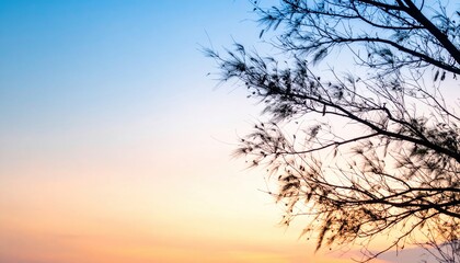 Sunset serenity a branch silhouettes against a vibrant sky at coastal landscape nature photography tranquil evening atmosphere