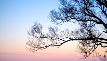 Sunset silhouette of tree branches nature landscape tranquil evening sky calm environment peaceful viewpoint serenity concept