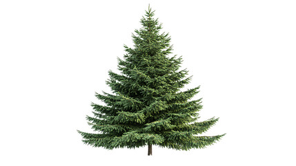 Close-up of Common Fir Tree Isolated on White Background for Graphic Design