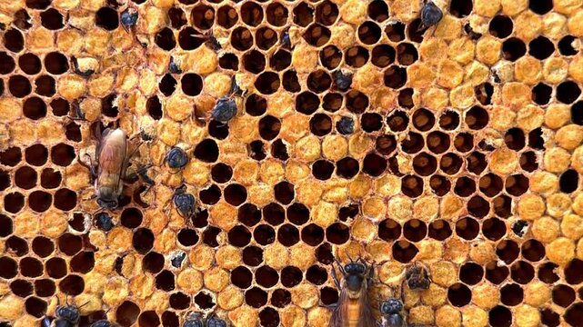 Native wild Thai bees on a honey comeb collected from the jungle of phuket farms in Thailand 