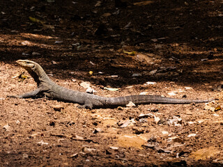 Monitor lizard basking on forest floor