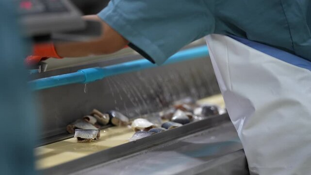 Close-up of worker&rsquo;s hand with orange glove arranging pieces of fish on a conveyor belt in a seafood canning production line for food processing.