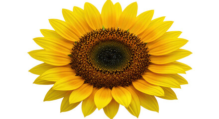 Fototapeta premium Isolated Bright Yellow Sunflower Blossom