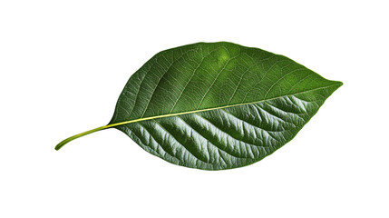 Fototapeta premium Fresh Green Leaf Isolated on White Background for Natural Concepts and Botanical Design