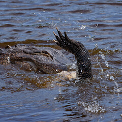 American Alligator Eating another Alligator 
