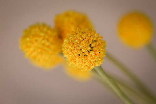Cluster of yellow Billy Button flowers close up