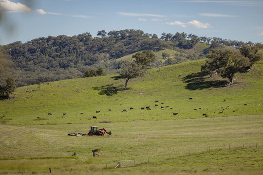 Lush green hills with cows grazing and red tractor in open field under clear sky
