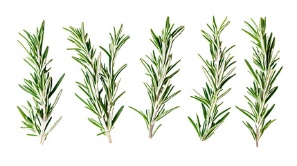 Obraz premium Vibrant Fresh Rosemary Sprigs on White Background for Culinary Concepts