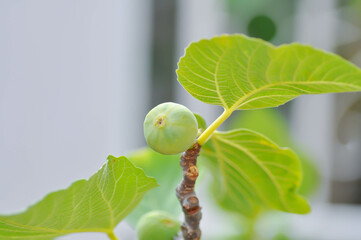 Obraz premium Fig , Ficus carica L or Moraceae or fig seed