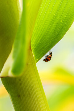 macro details of ladybug insect crawling on green corn plant stalk