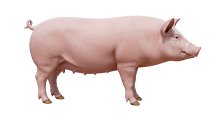Isolated Pig