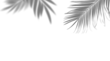 Realistic shadow overlay effect png, natural palm leaf shadows isolated on transparent background