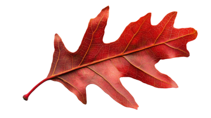 Vibrant Red Oak Leaf Close-up on Clean White Background - Macro Photography