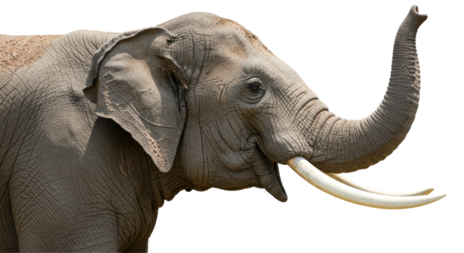 Isolated Side Portrait of an Elephant