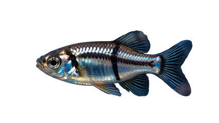 Metallic Blue Fish with Iridescent Scales Isolated on Transparent Background