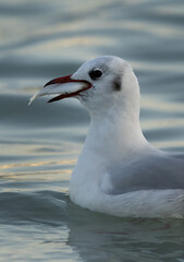 Black-headed gull with a fish catch at Tubli bay, Bahrain