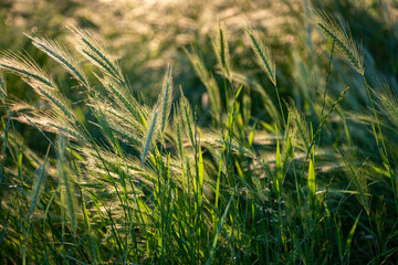 Gräser mit Ähren auf einer Wiese bei tief stehender Sonne