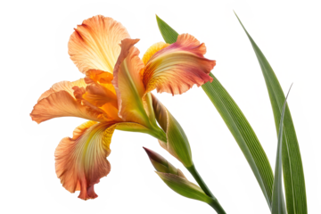 Elegant Orange Iris Flower