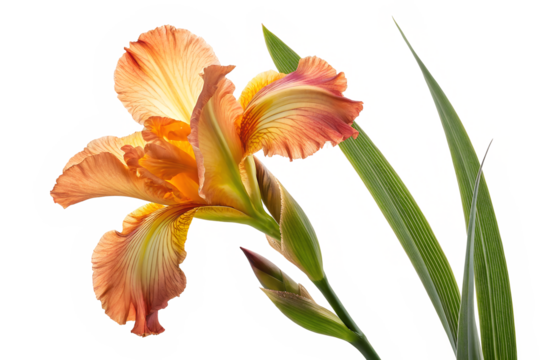 Elegant Orange Iris Flower