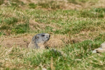 Alpine marmot hiding in its burrow in a mountain meadow in the Pyrenees