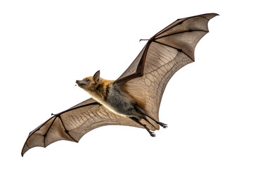 Bat with Extended Wings in Flight