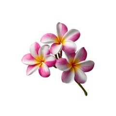 Pink and white plumeria blossom on white background