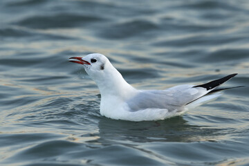 Black-headed gull swallowing a fish at Tubli bay, Bahrain