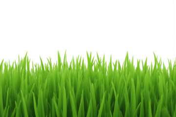 Obraz premium green grass field with a white background