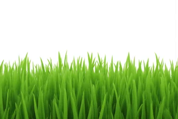 Poster green grass field with a white background