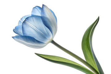 Beautiful Blue Tulip Flower Image