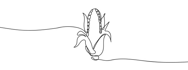 Continuous line, corn, peeled corn hand drawn line drawing illustration, vector, transparent background.