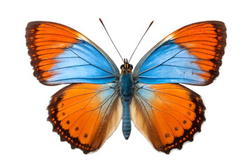 Obraz premium Colorful Butterfly with Blue and Orange Wings